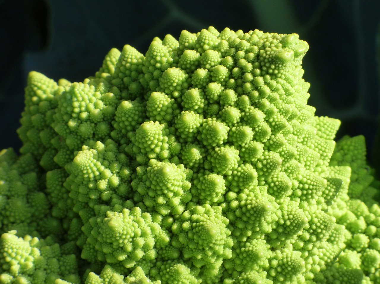 broccoli spiral fractal free photo