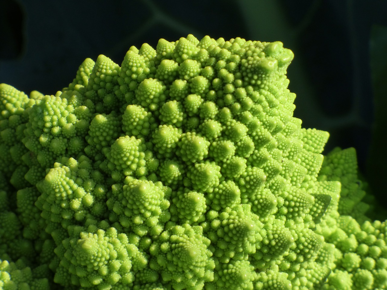 broccoli spiral fractal free photo