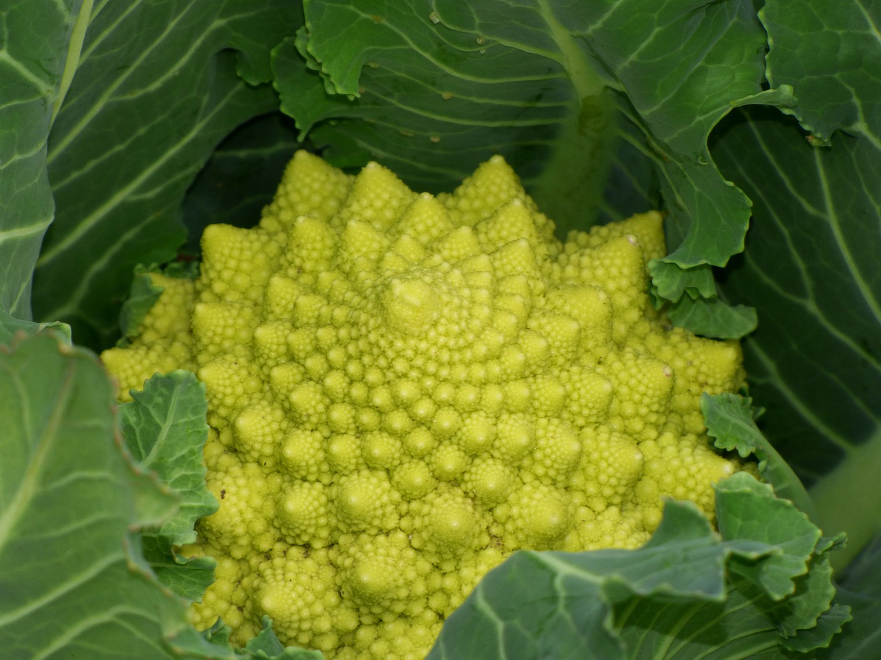 broccoli plant geometry fractal free photo