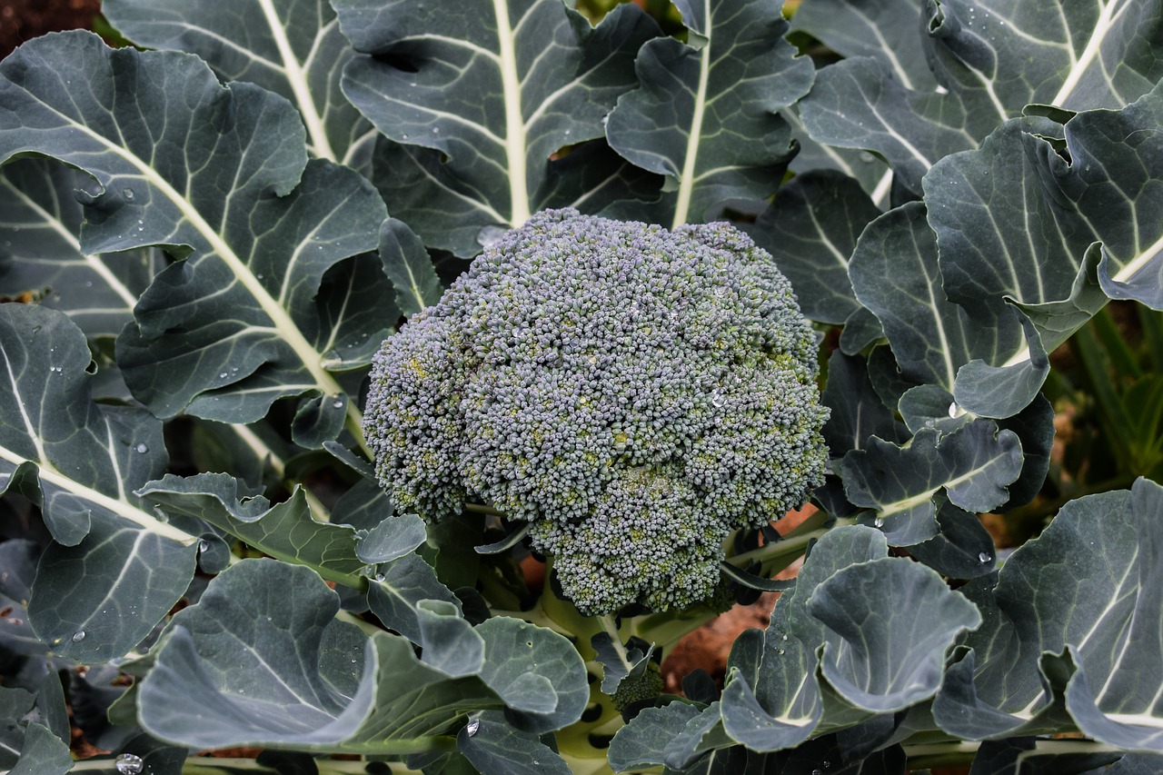 broccoli plant food free photo