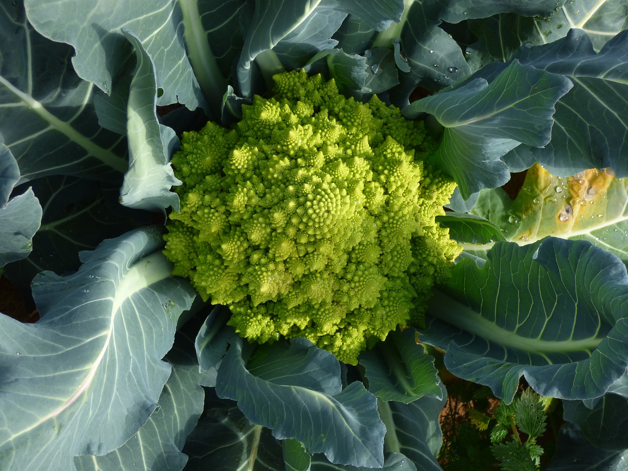 broccoli romanesco vegetable free photo