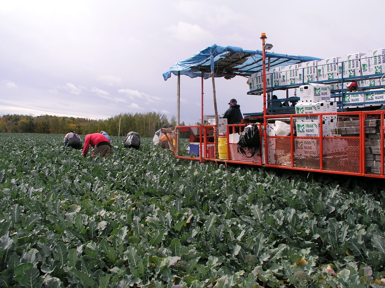 broccoli harvest field free photo