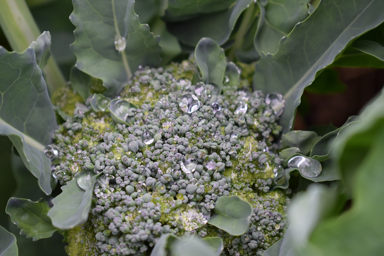 broccoli summer garden free photo