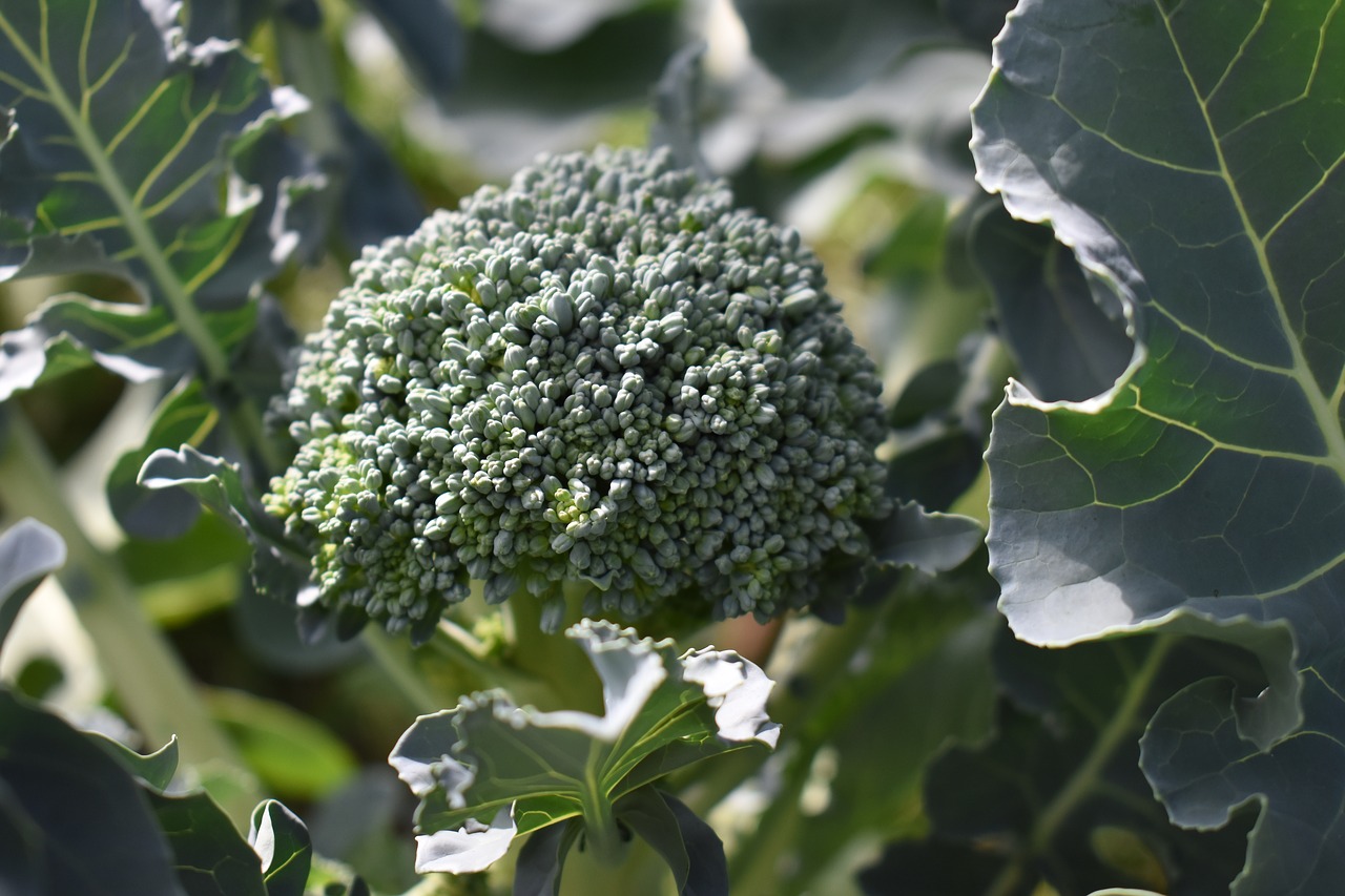 broccoli garden vegetable free photo