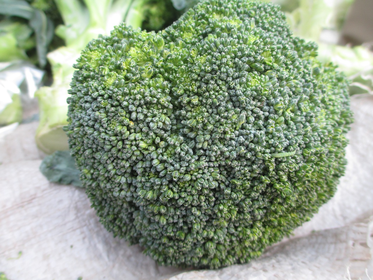 broccoli  vegetable  green free photo