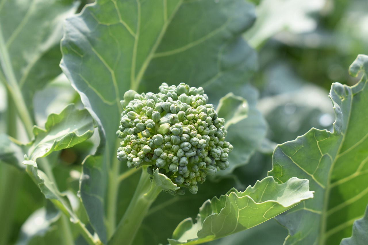 broccoli  garden  healthy free photo