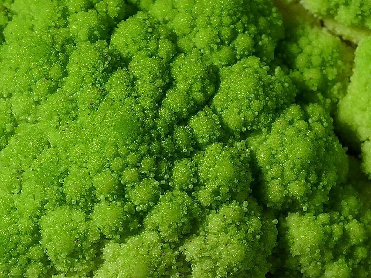 broccoli greens vegetables free photo