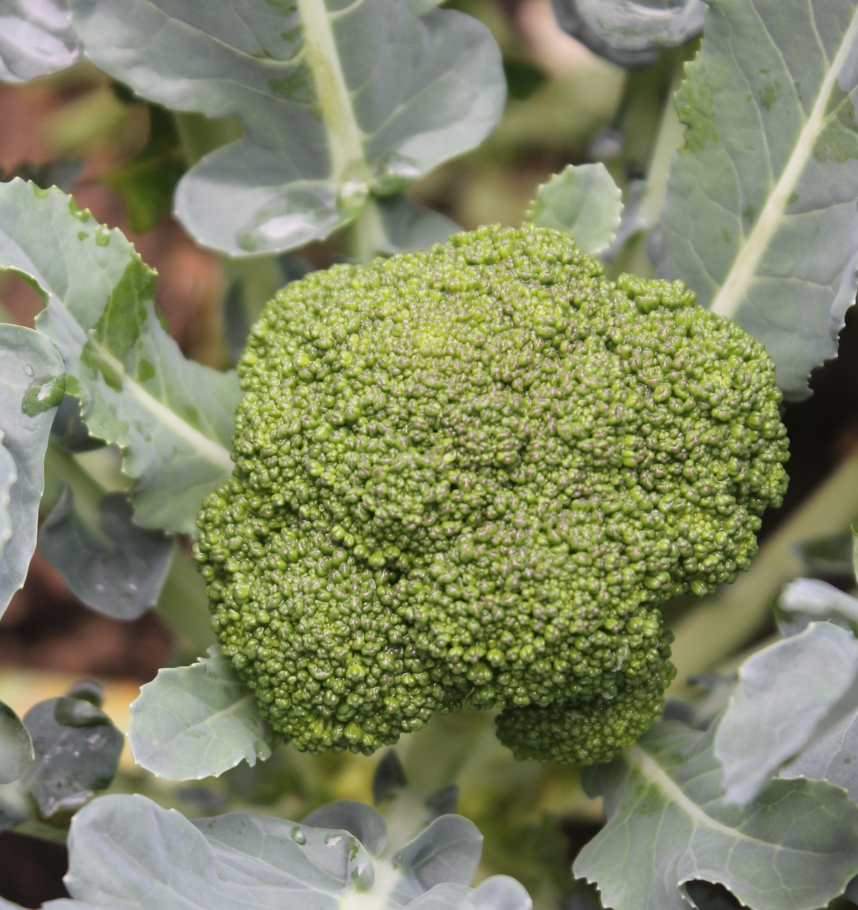 broccoli vegetable raw free photo