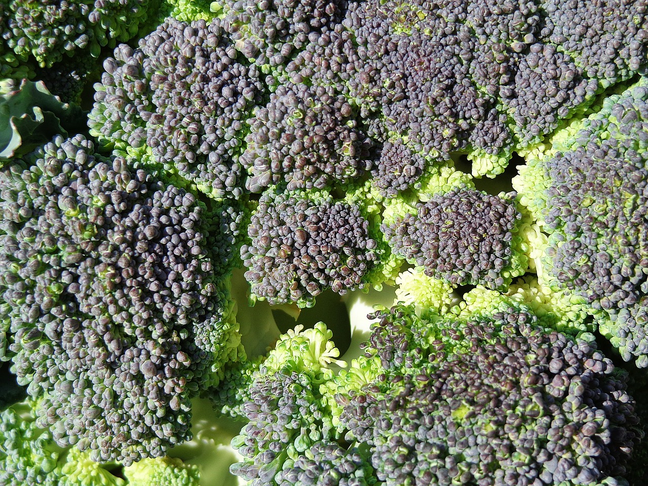broccoli vegetables food free photo