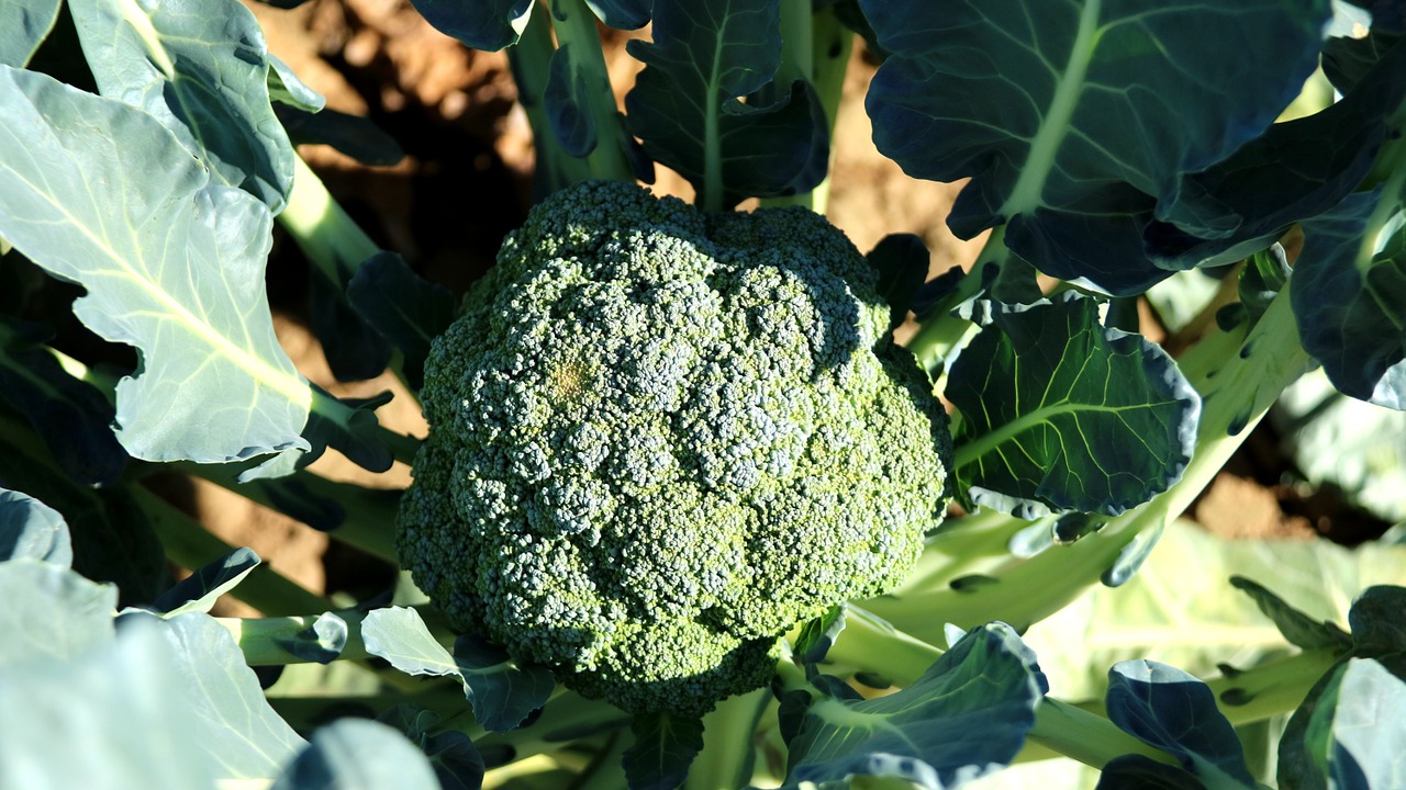 broccoli cauliflower vegetable free photo