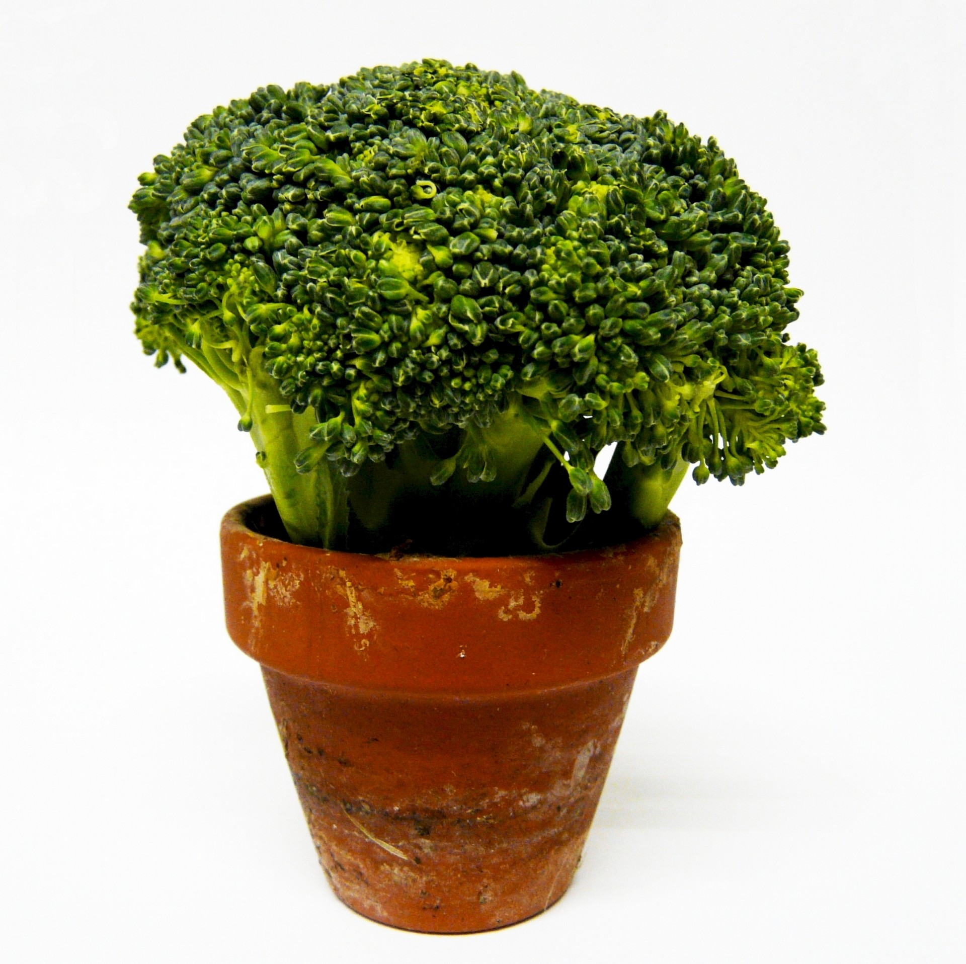 broccoli vegetable green free photo