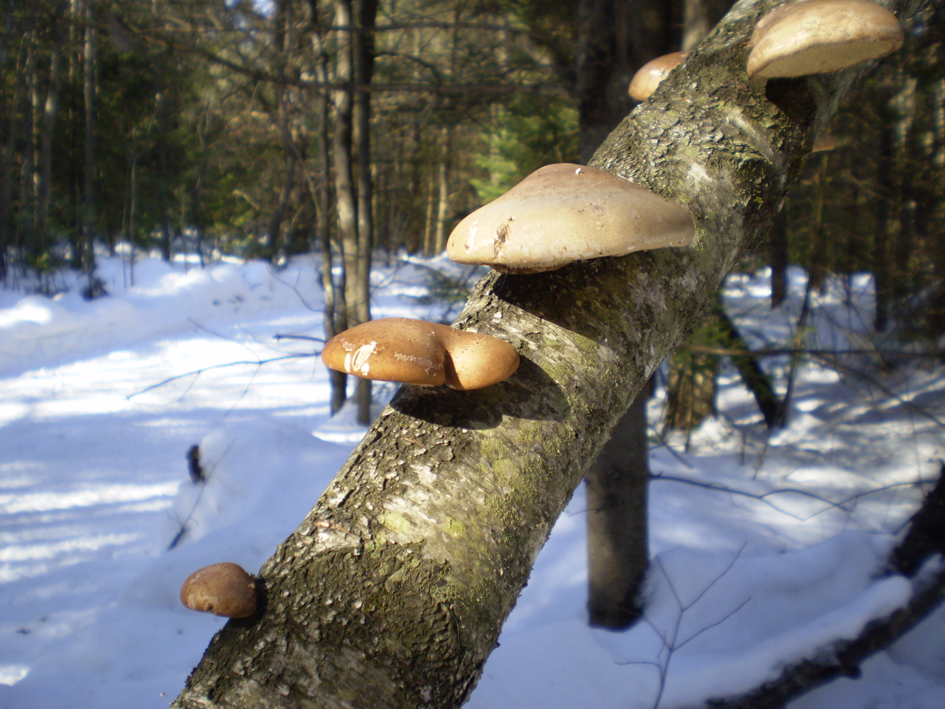 mushroom branch winter free photo