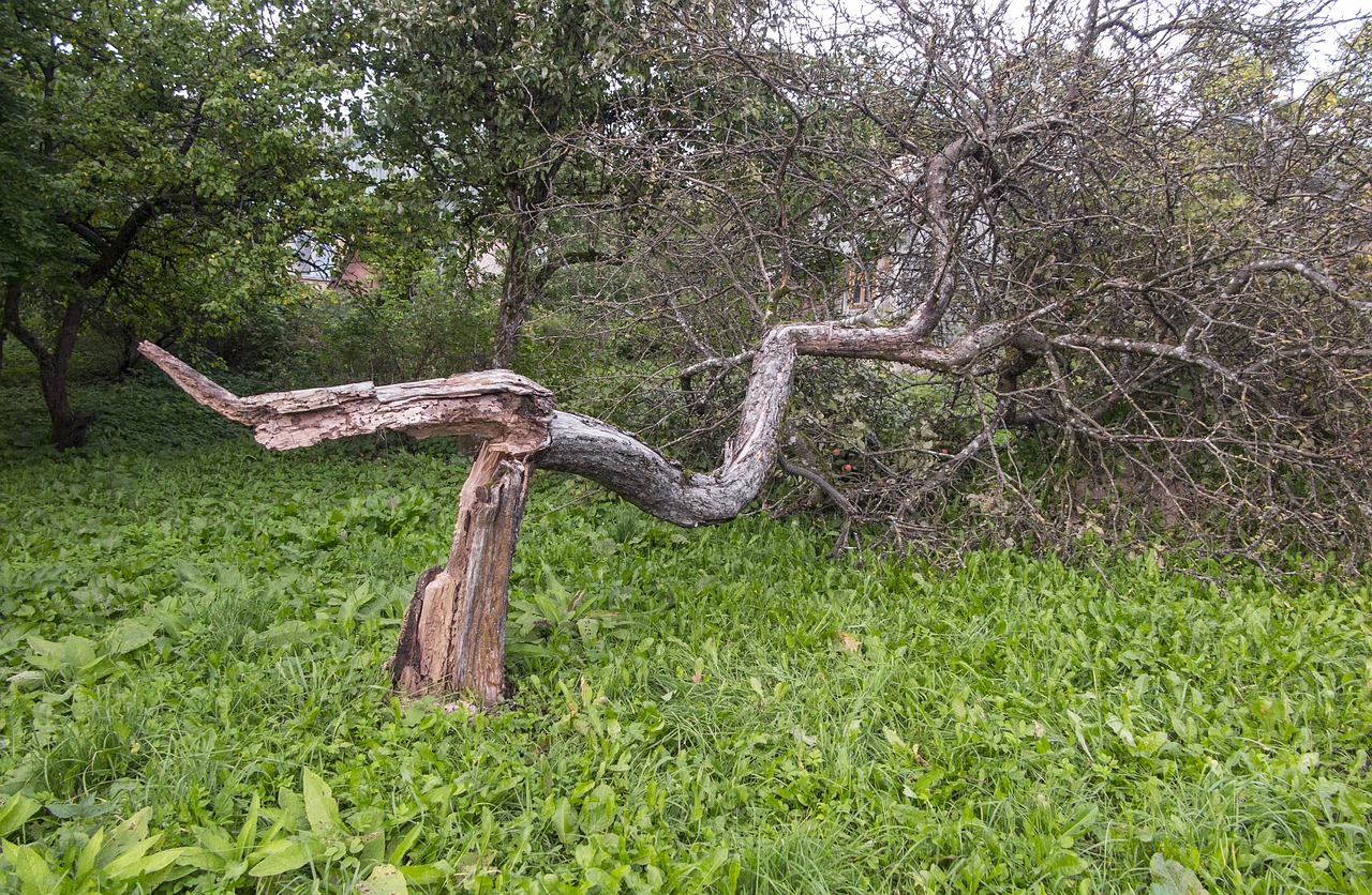 broken tree storm free photo