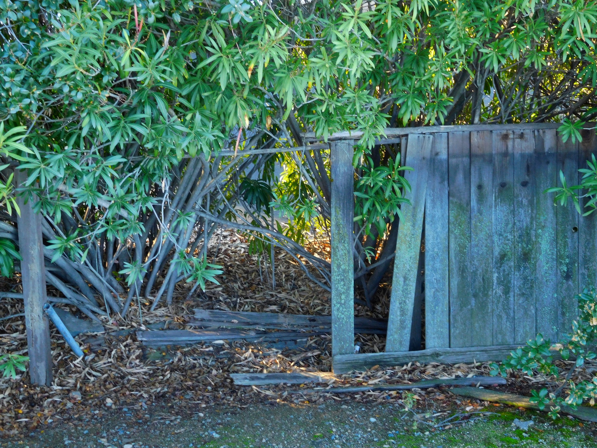 fence broken oleander free photo