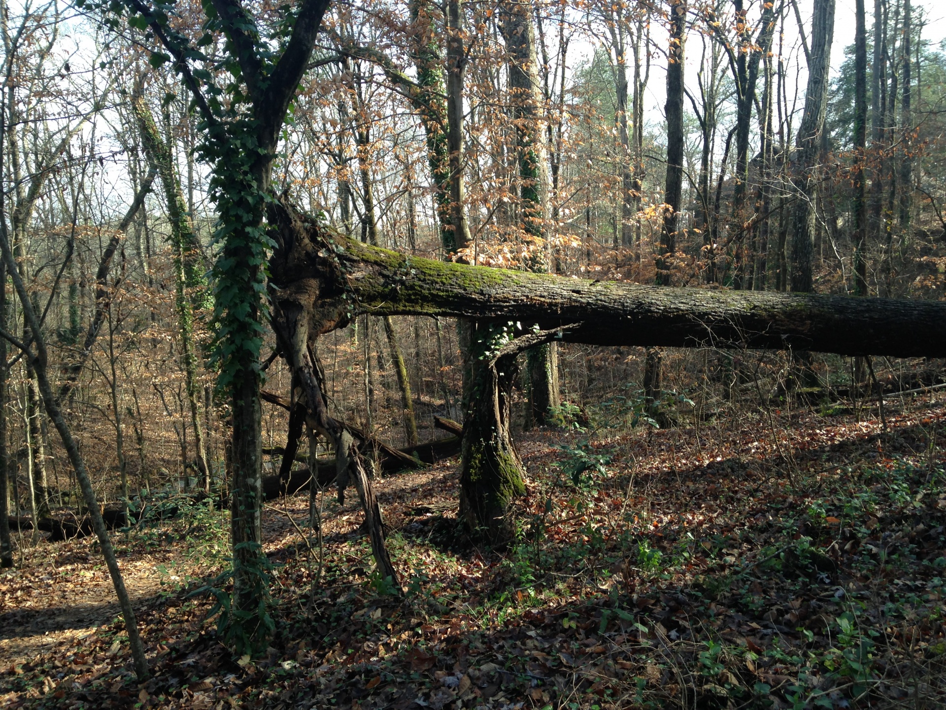 broken tree forest georgia free photo