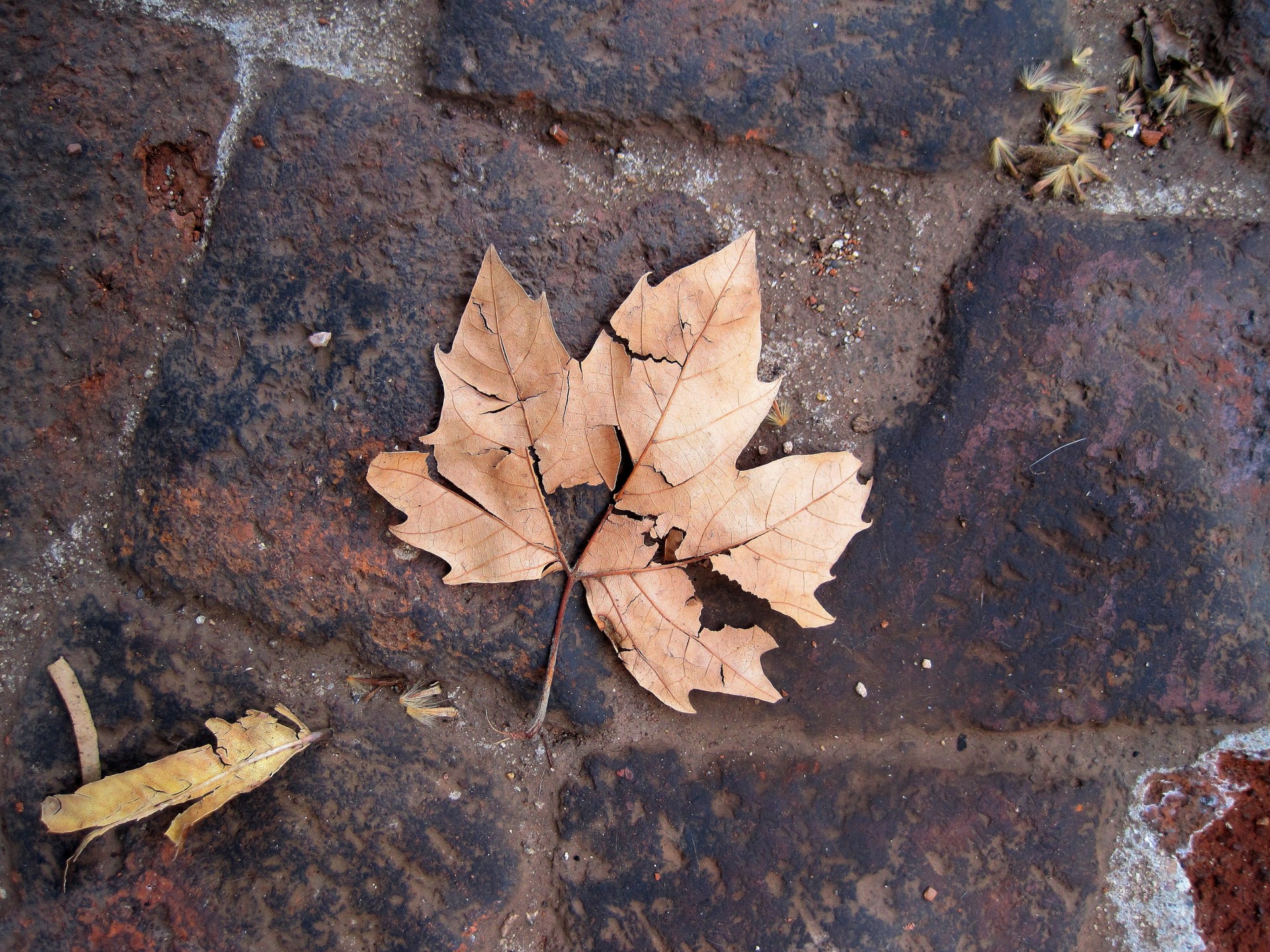 leaf brittle brown free photo