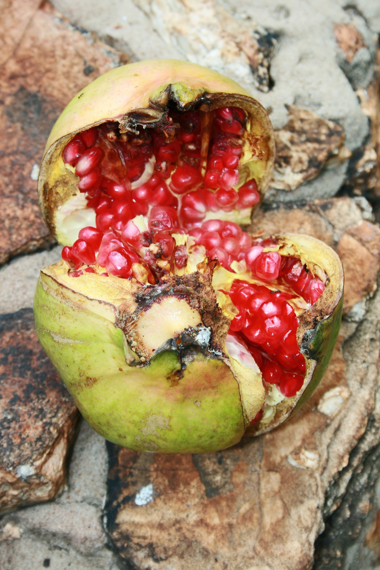 fruit pomegranate broken free photo