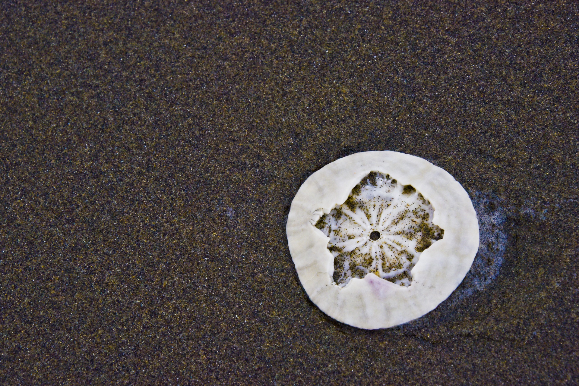 Sand dollar,broken inside,star,surf,tide - free image from needpix.com