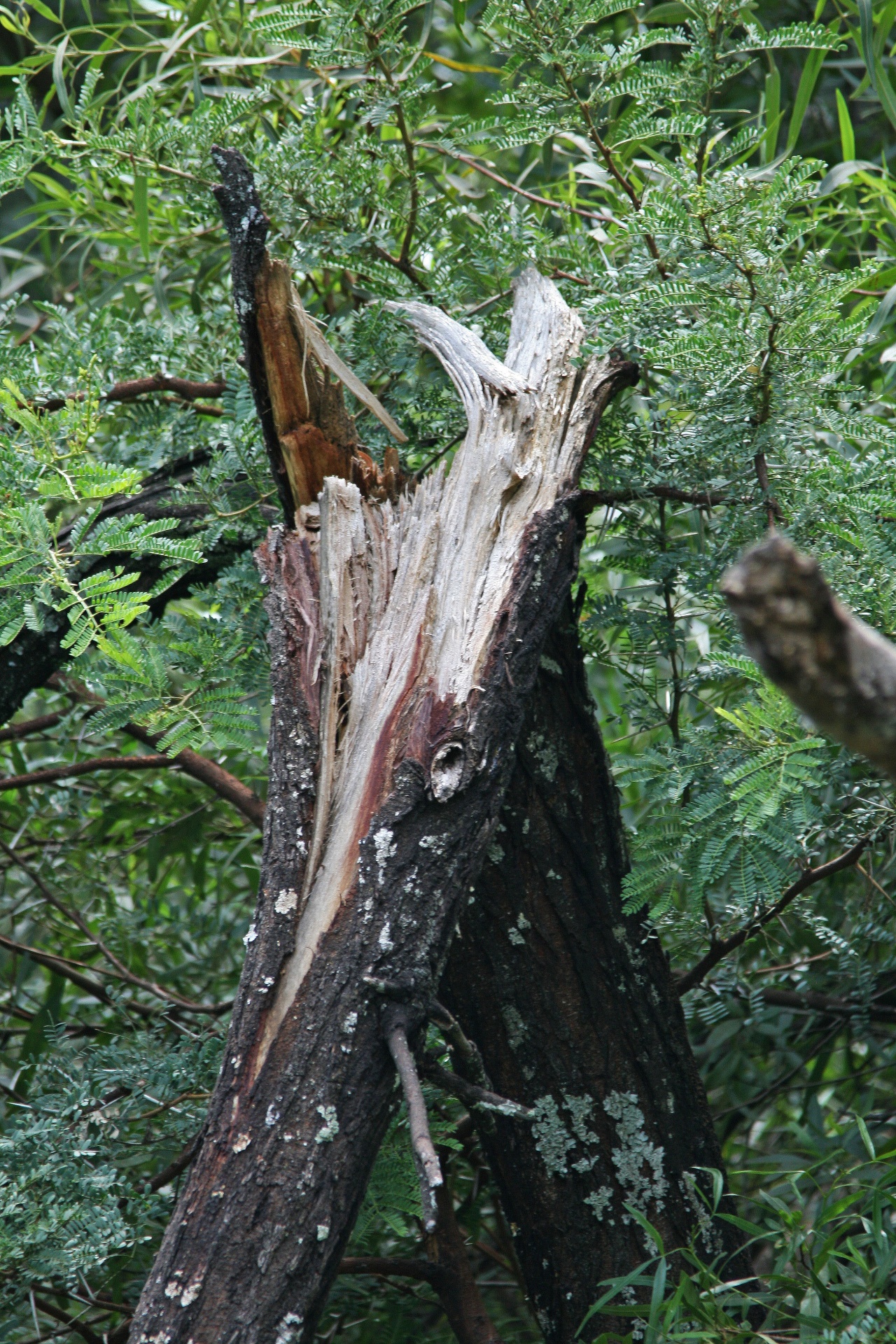 tree trunk stump free photo