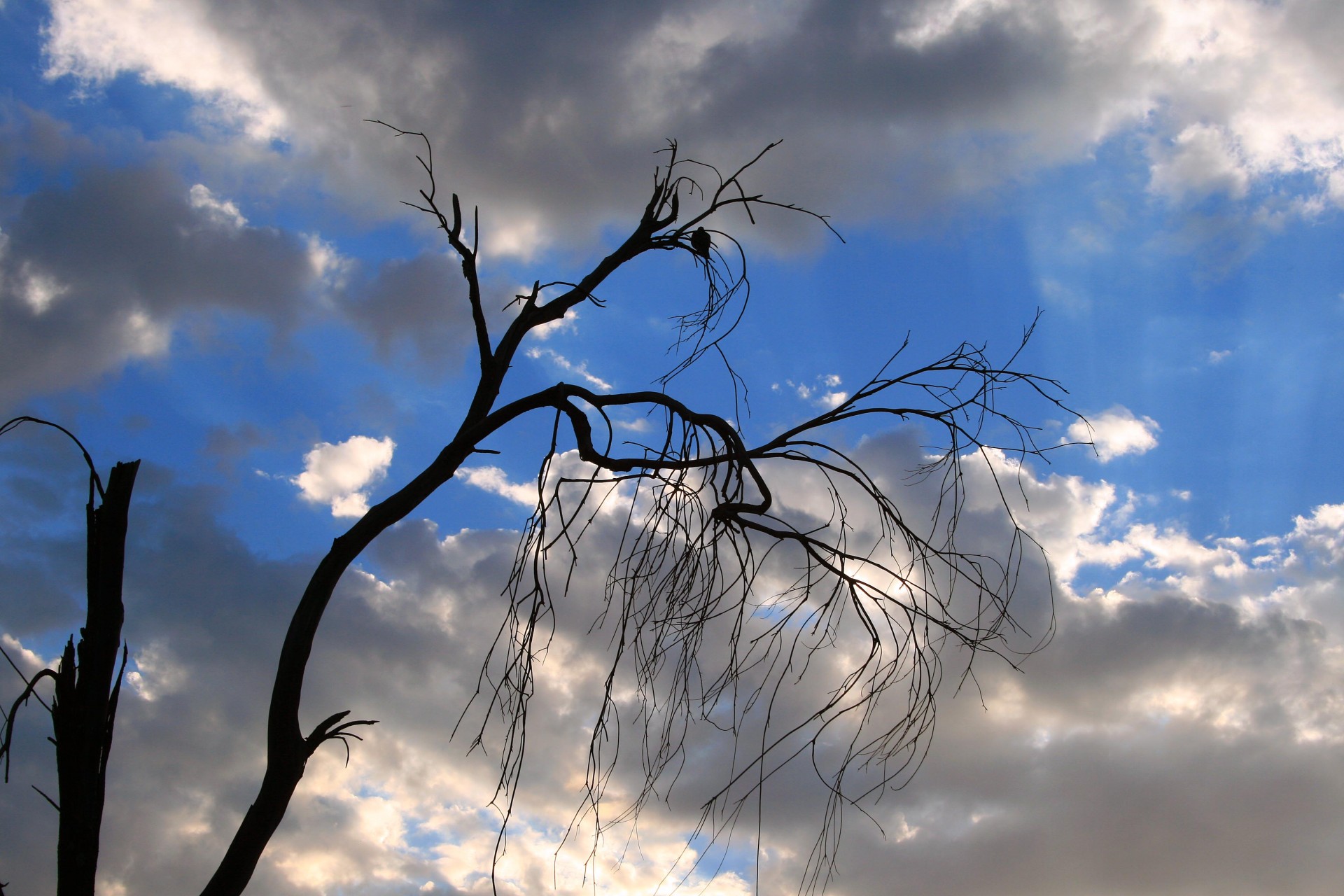 sky clouds tree free photo