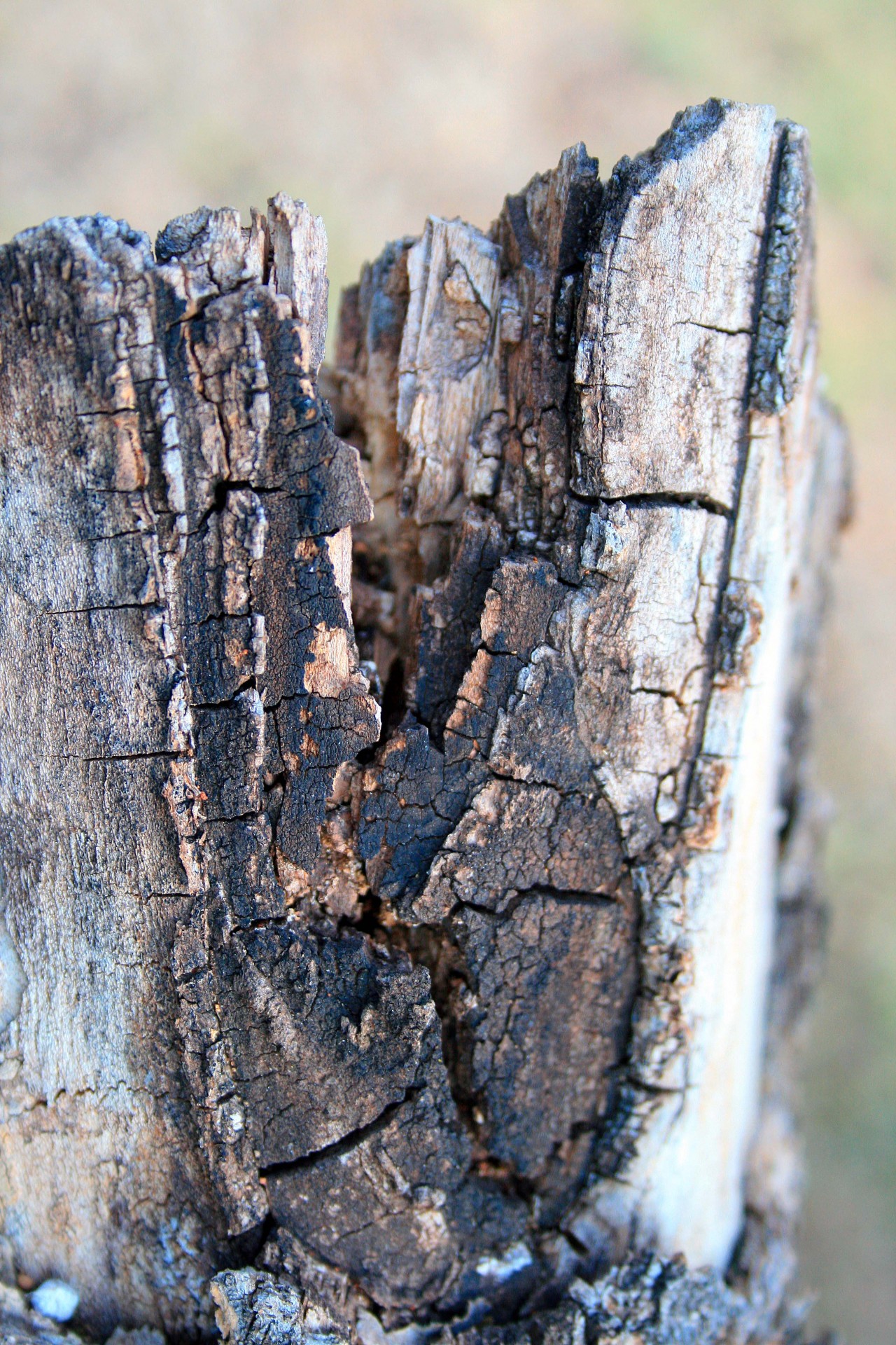 tree trunk stump free photo