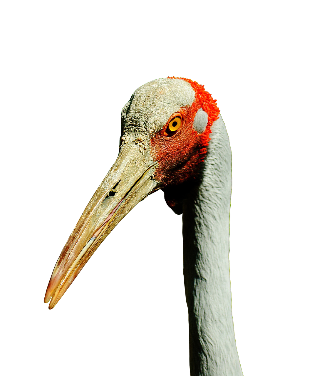 brolga australian crane bill free photo
