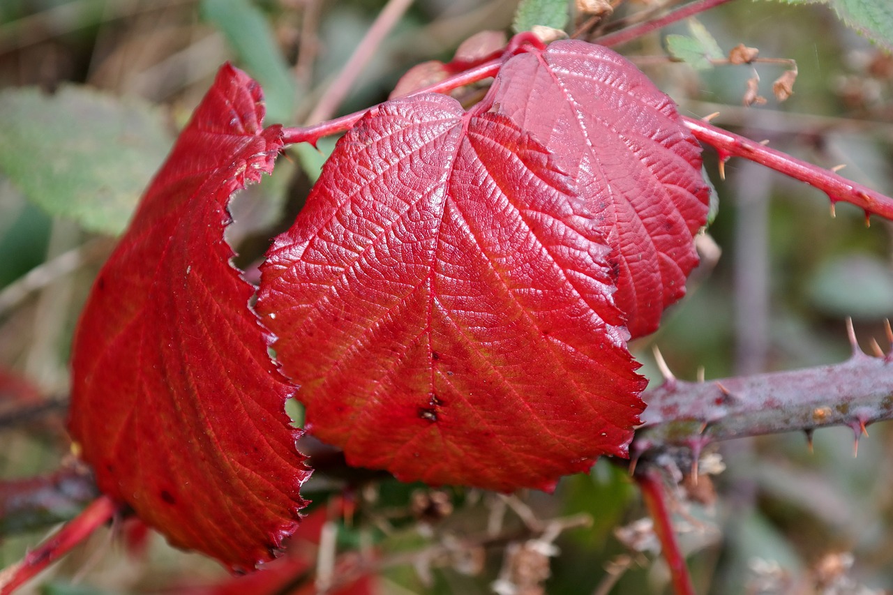 brombeerblatt red autumn free photo