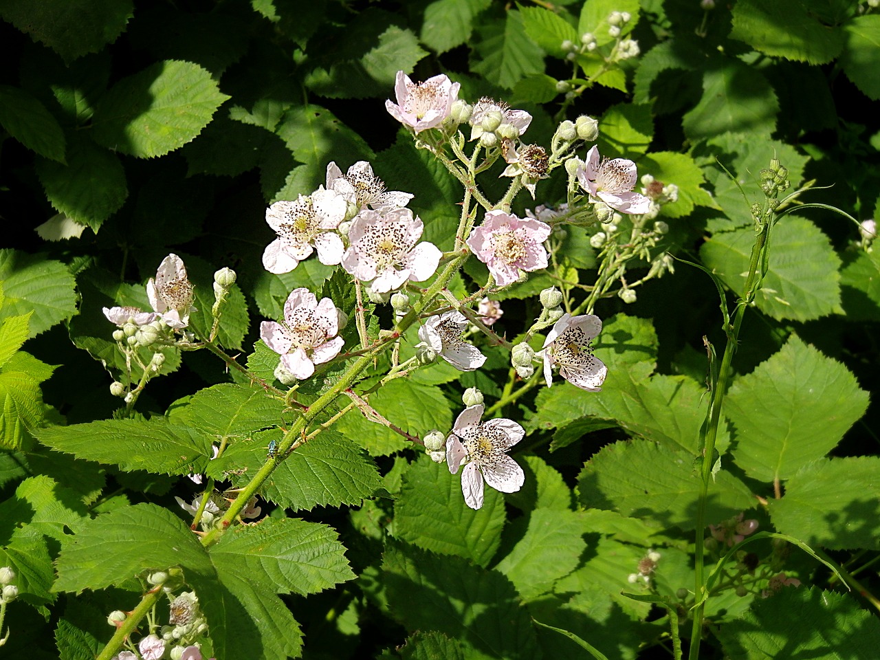 brombeerblüten flowers white flowers free photo