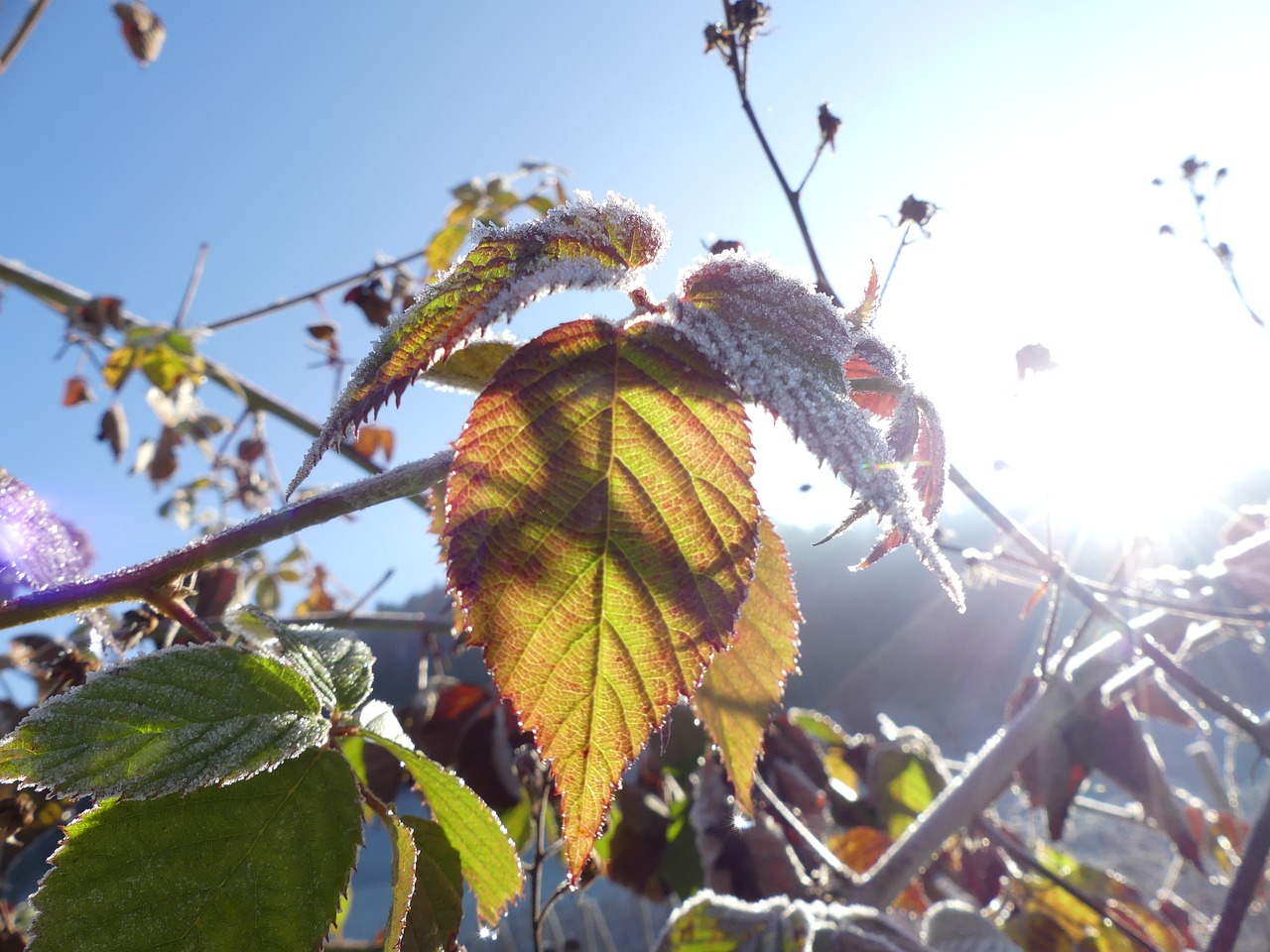 brombeerlaub sun frost free photo