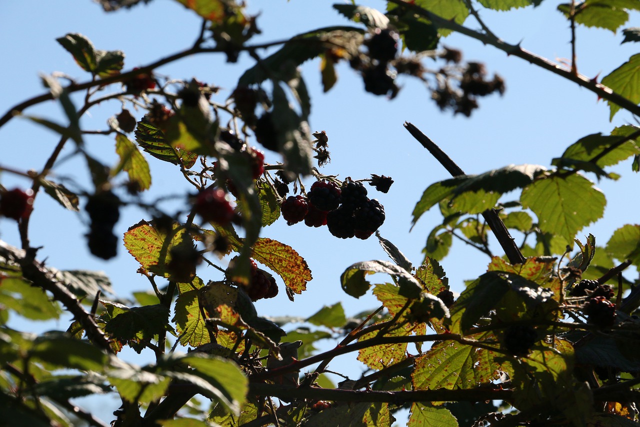 brombærgren  blue sky  late summer free photo