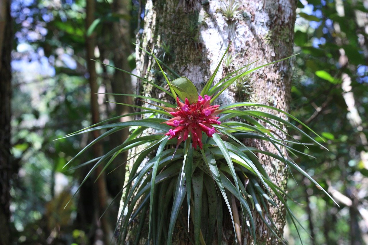 bromelia flower orquidea free photo