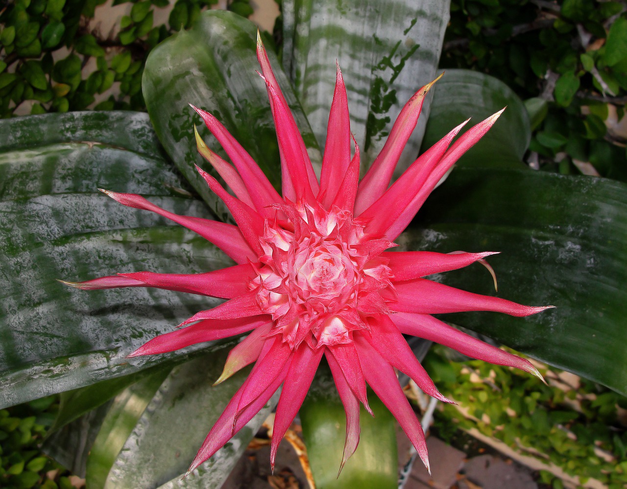 bromelia plant flower free photo