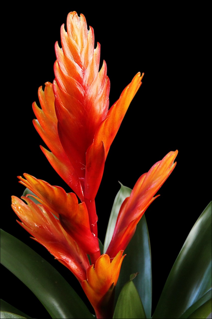 bromeliad vriesea red free photo