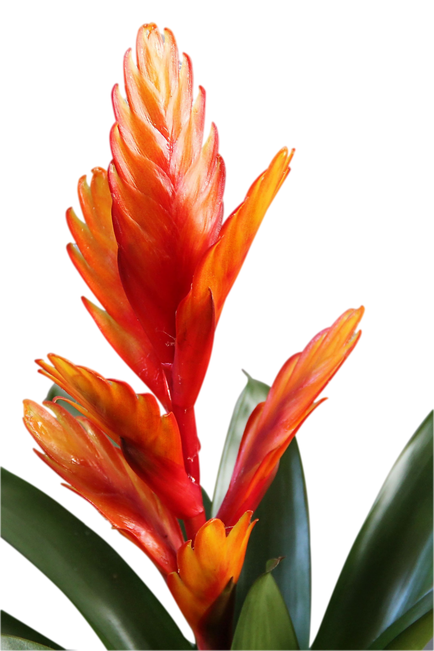 bromeliad flower blossom free photo