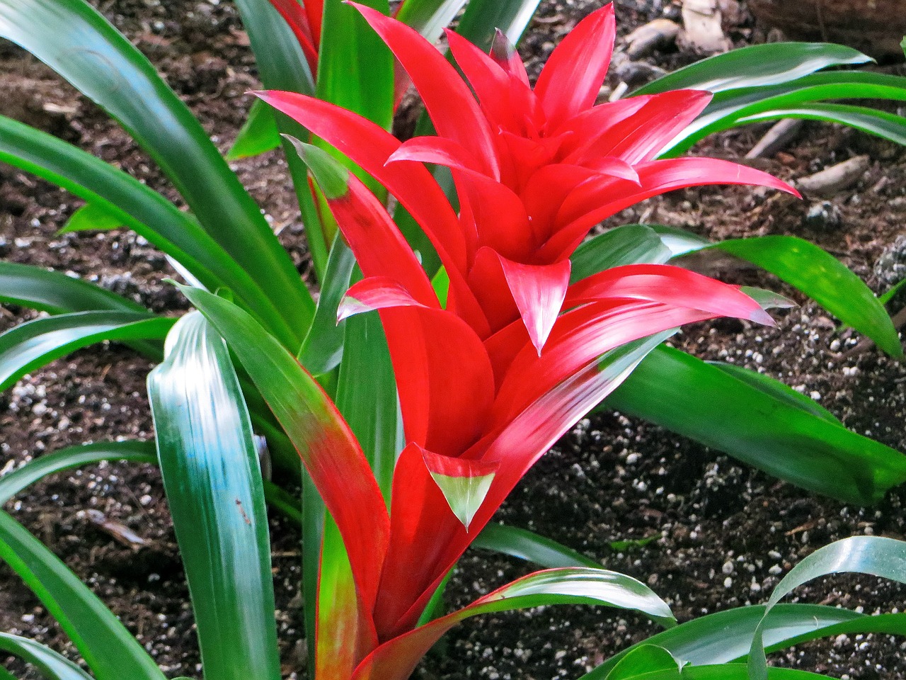 bromeliad red flower free photo