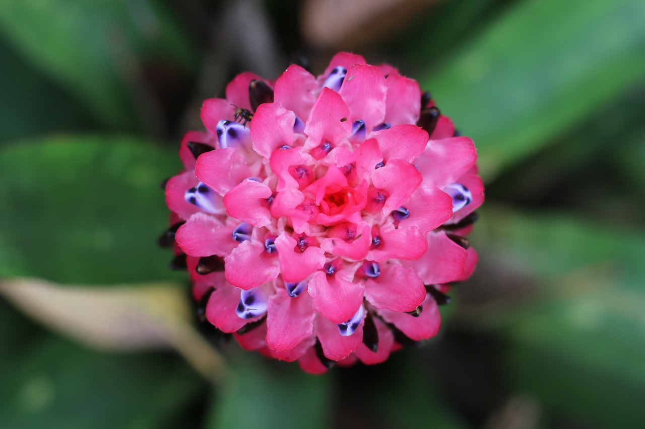 bromeliad flower of bromeliad pink flower free photo