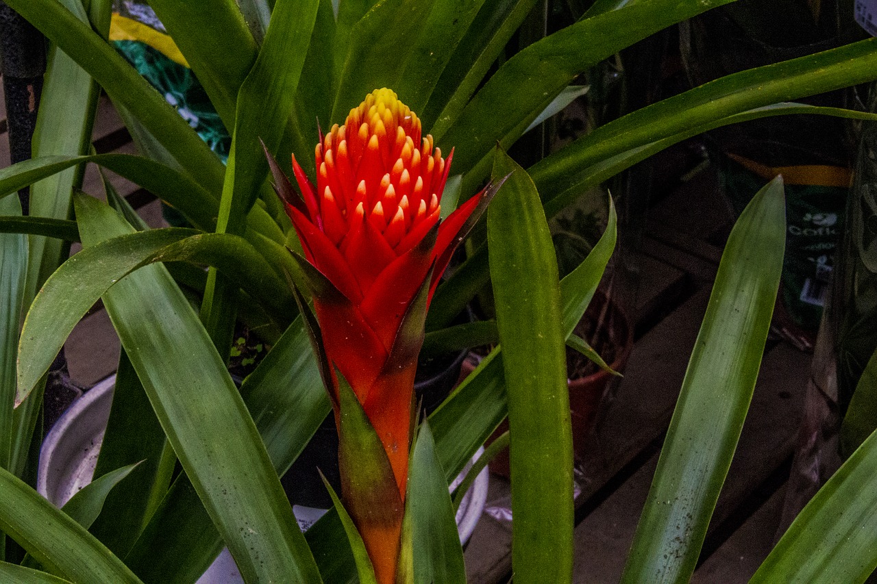 bromeliad  bromeliad red  plant free photo