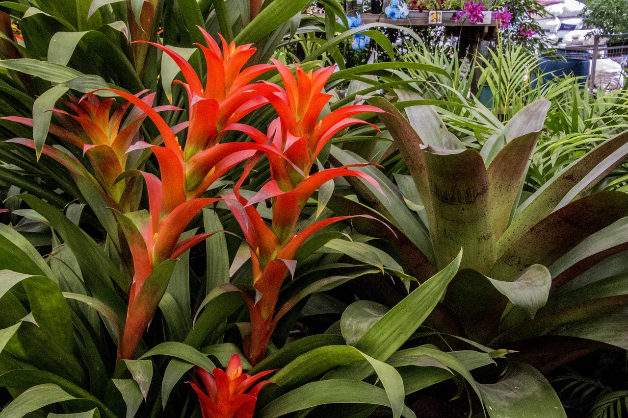 bromeliad  nature  plant free photo