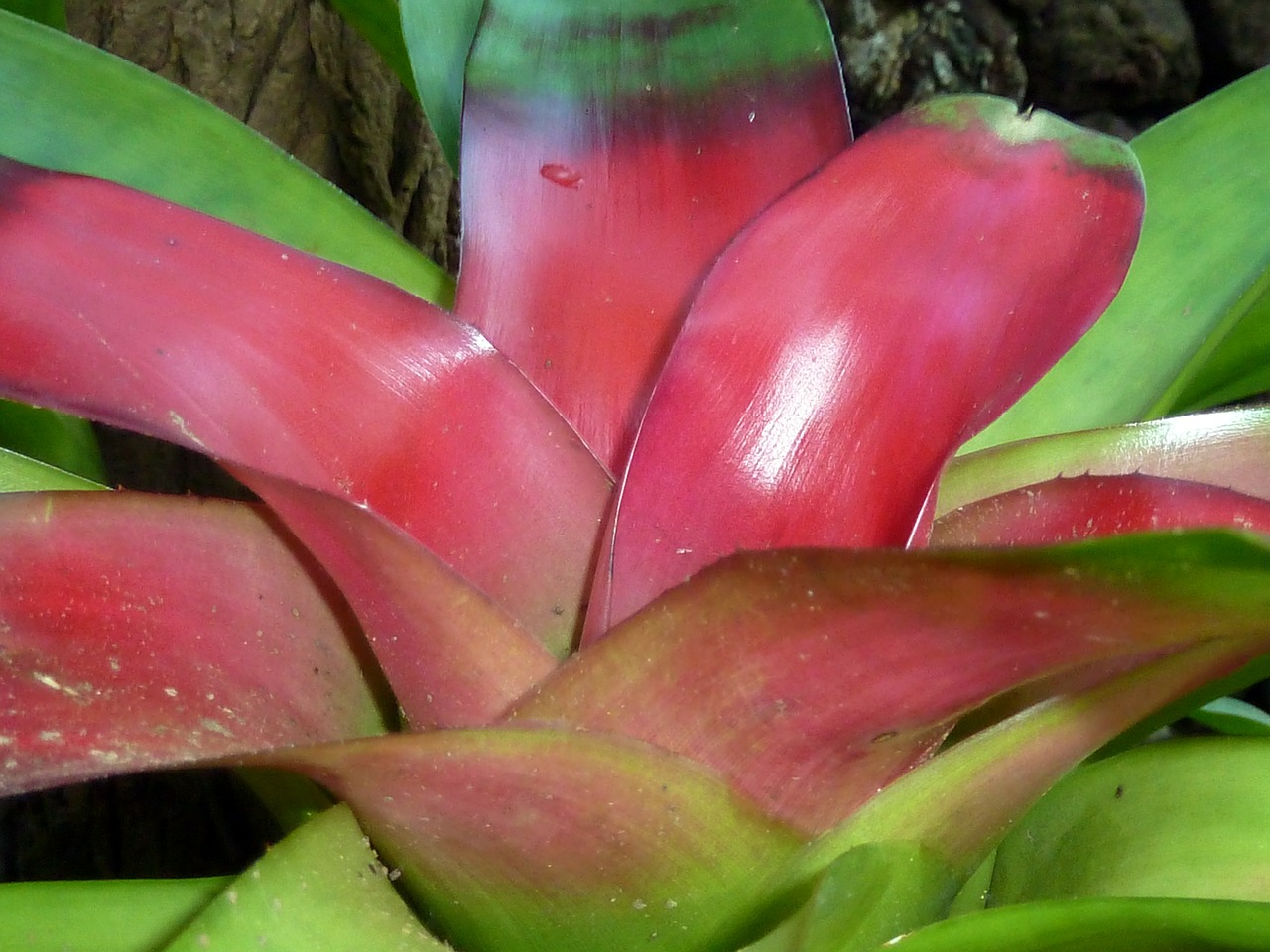 bromeliad plant exotic free photo