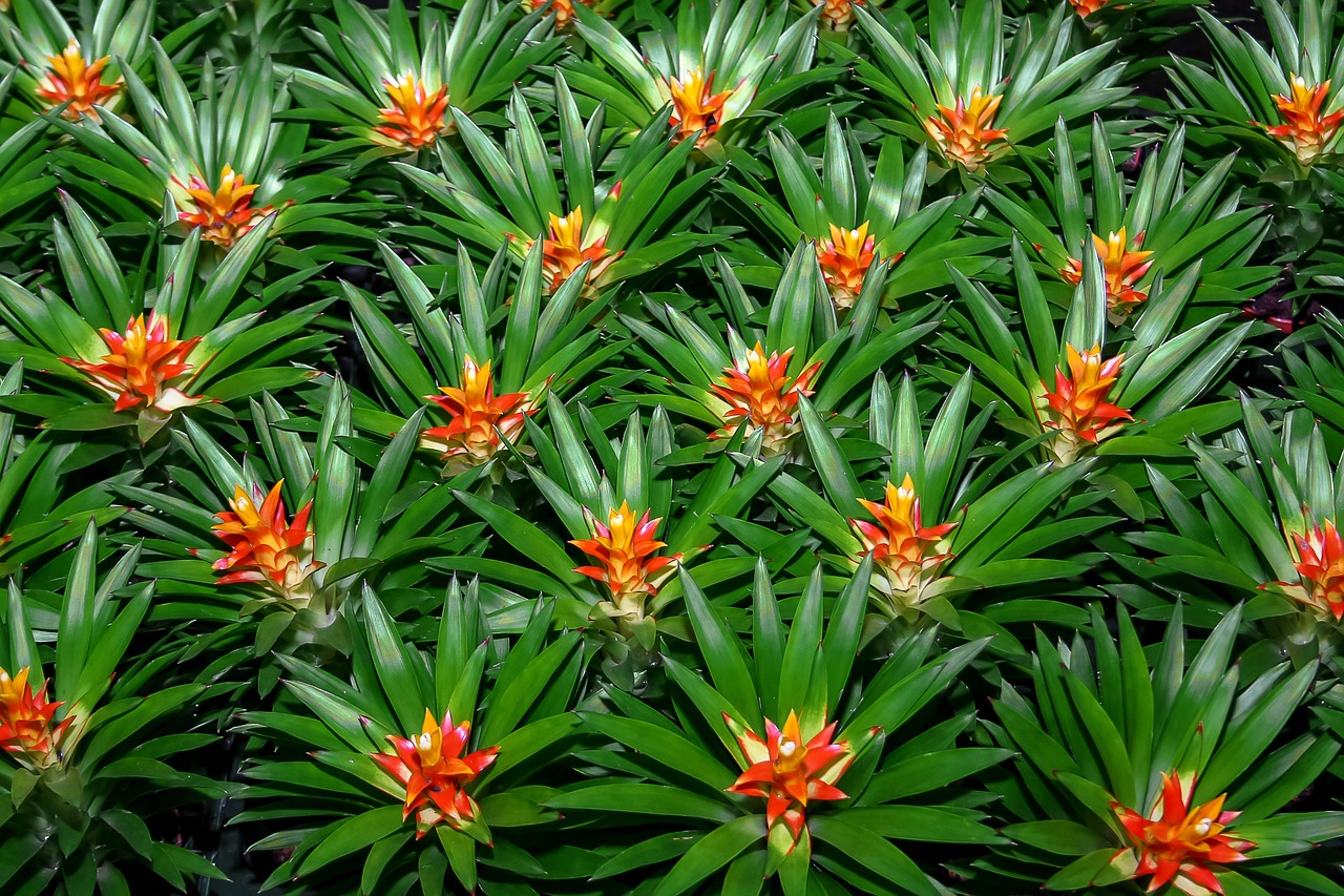 bromeliad plant nature free photo
