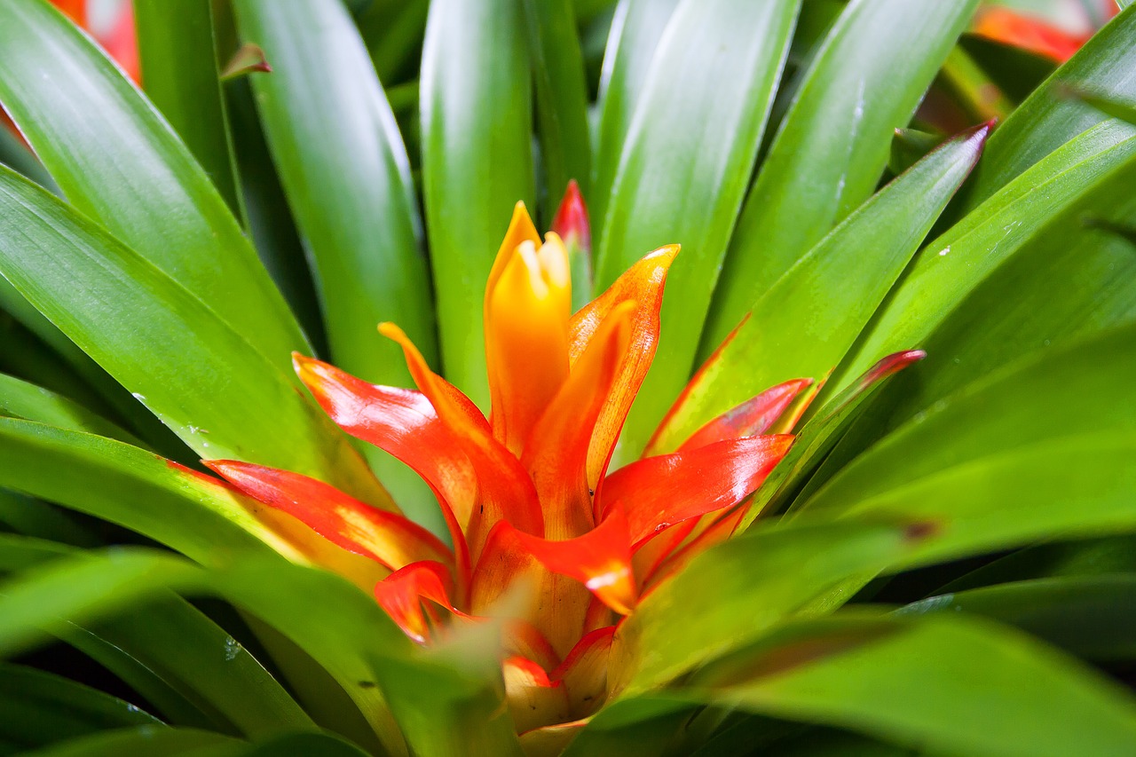 bromeliad guzmania exotic free photo