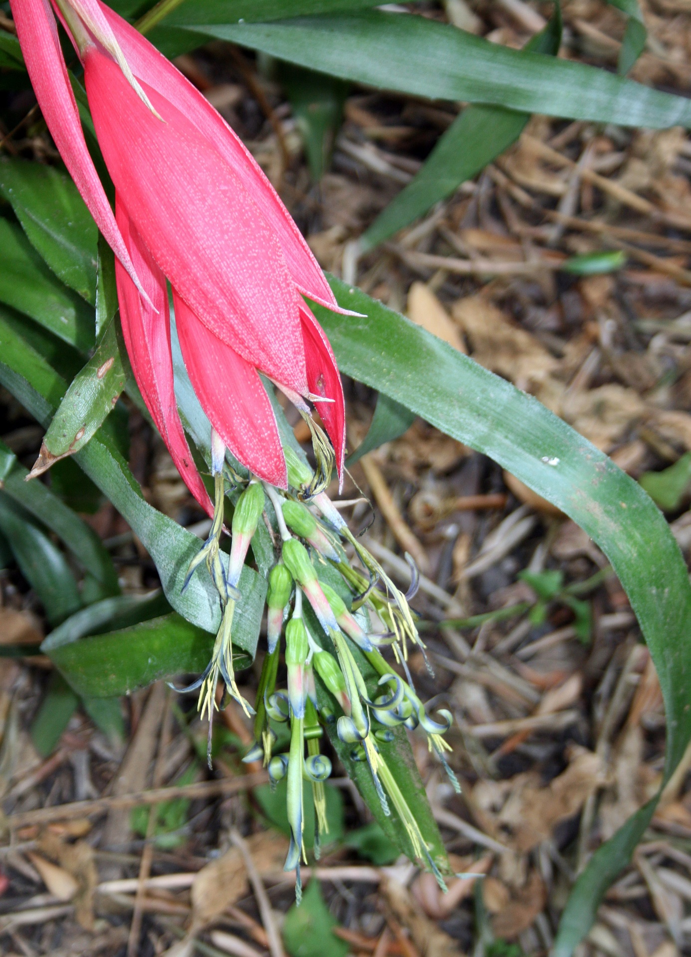 flower pink waxy free photo