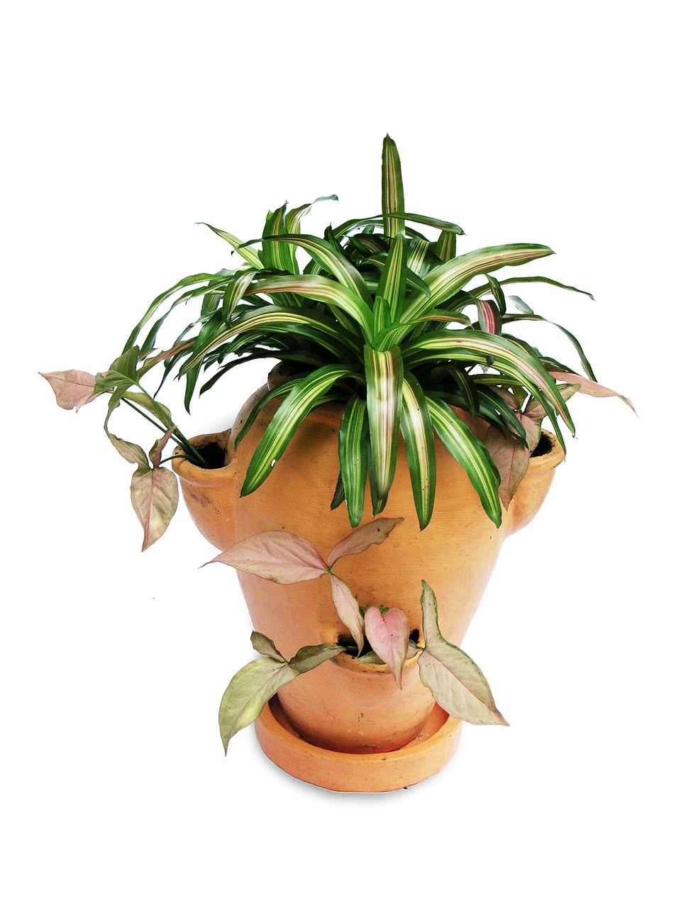 bromeliads singonium pot-scaping free photo
