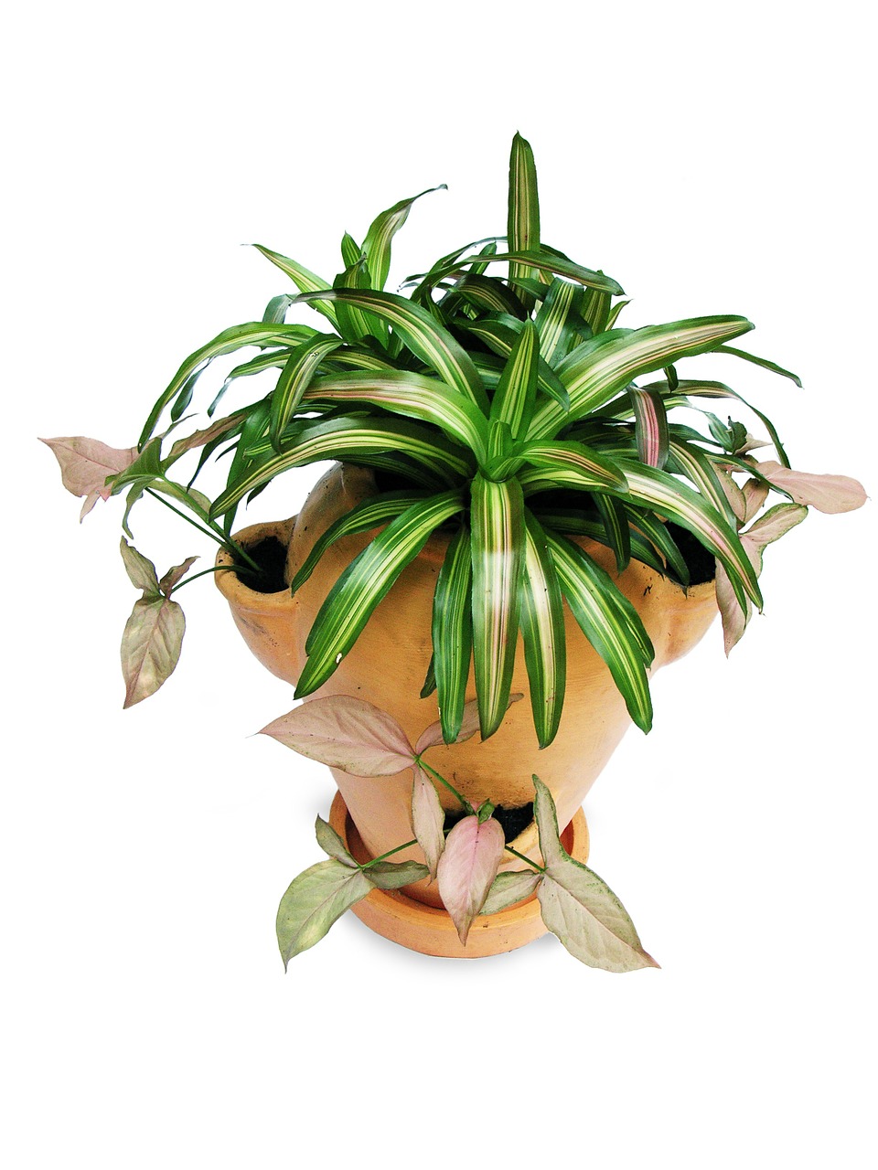 bromeliads singonium pot-scaping free photo