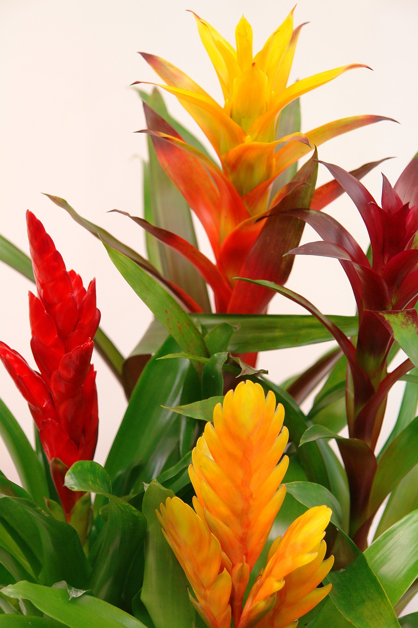 bromeliads guzmania red free photo