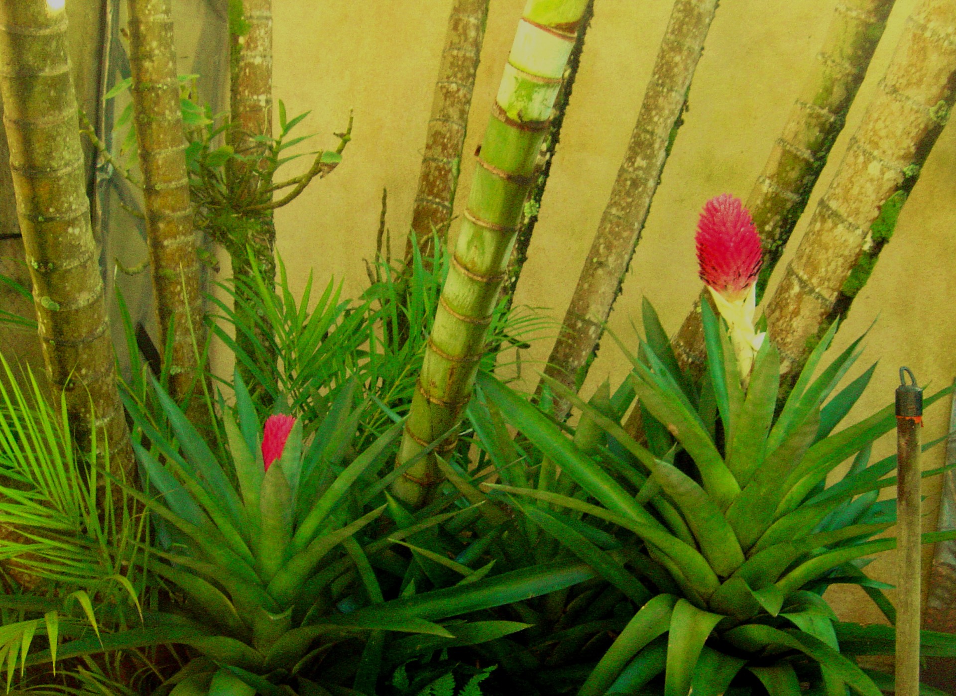 bromeliaceae bromeliads flower free photo