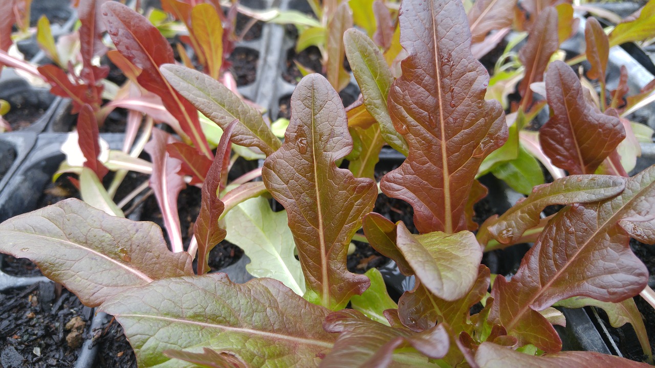 bronze arrow lettuce leafy free photo