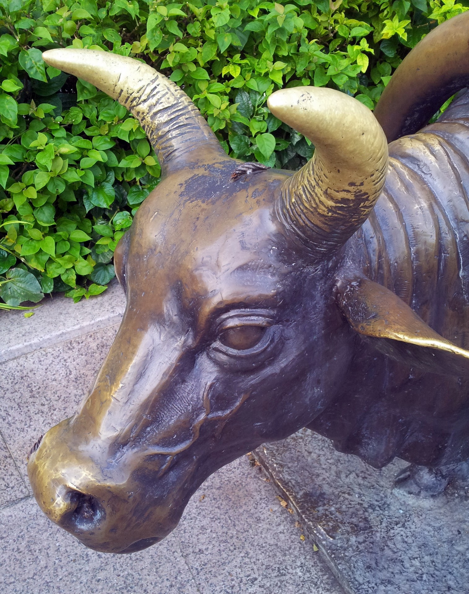 bronze cow head singapore sculpture bull head free photo