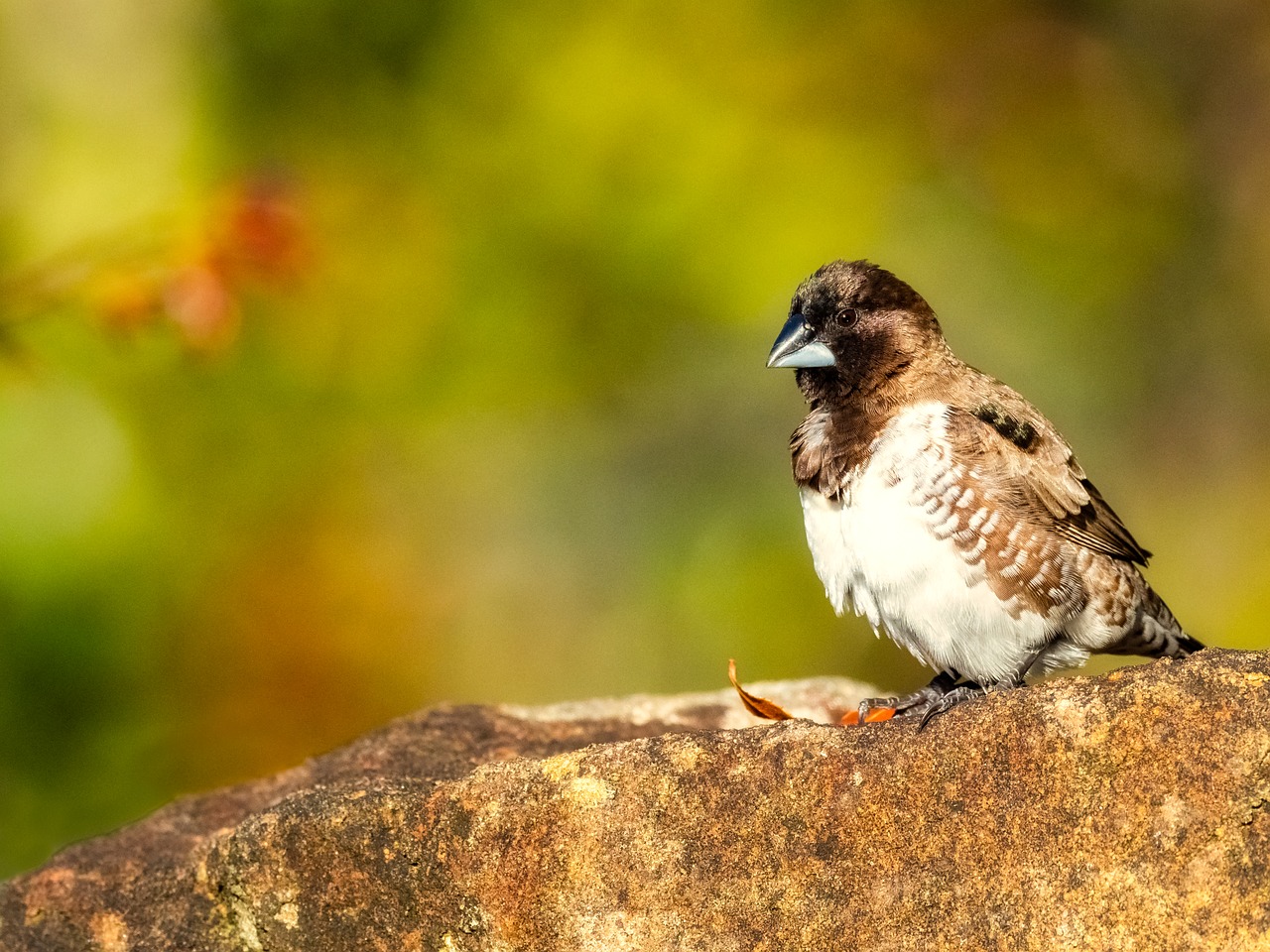 bronze mannikin  bird  sparrow free photo