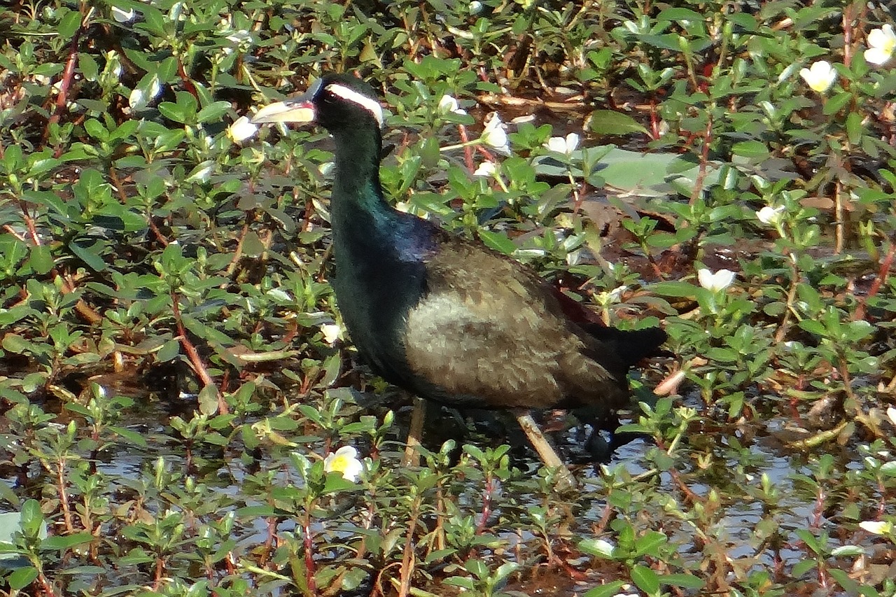 bronze-winged jacana metopidius indicus jacana free photo